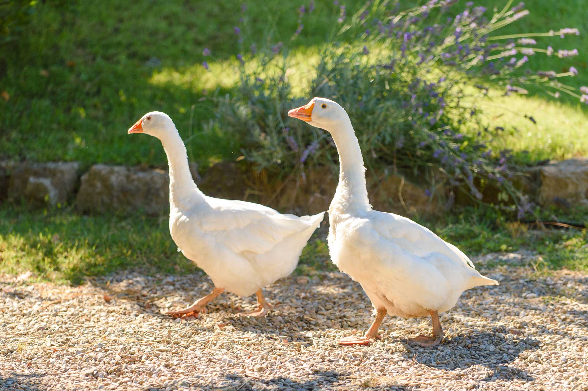 appartamenti montefiascone con piscina